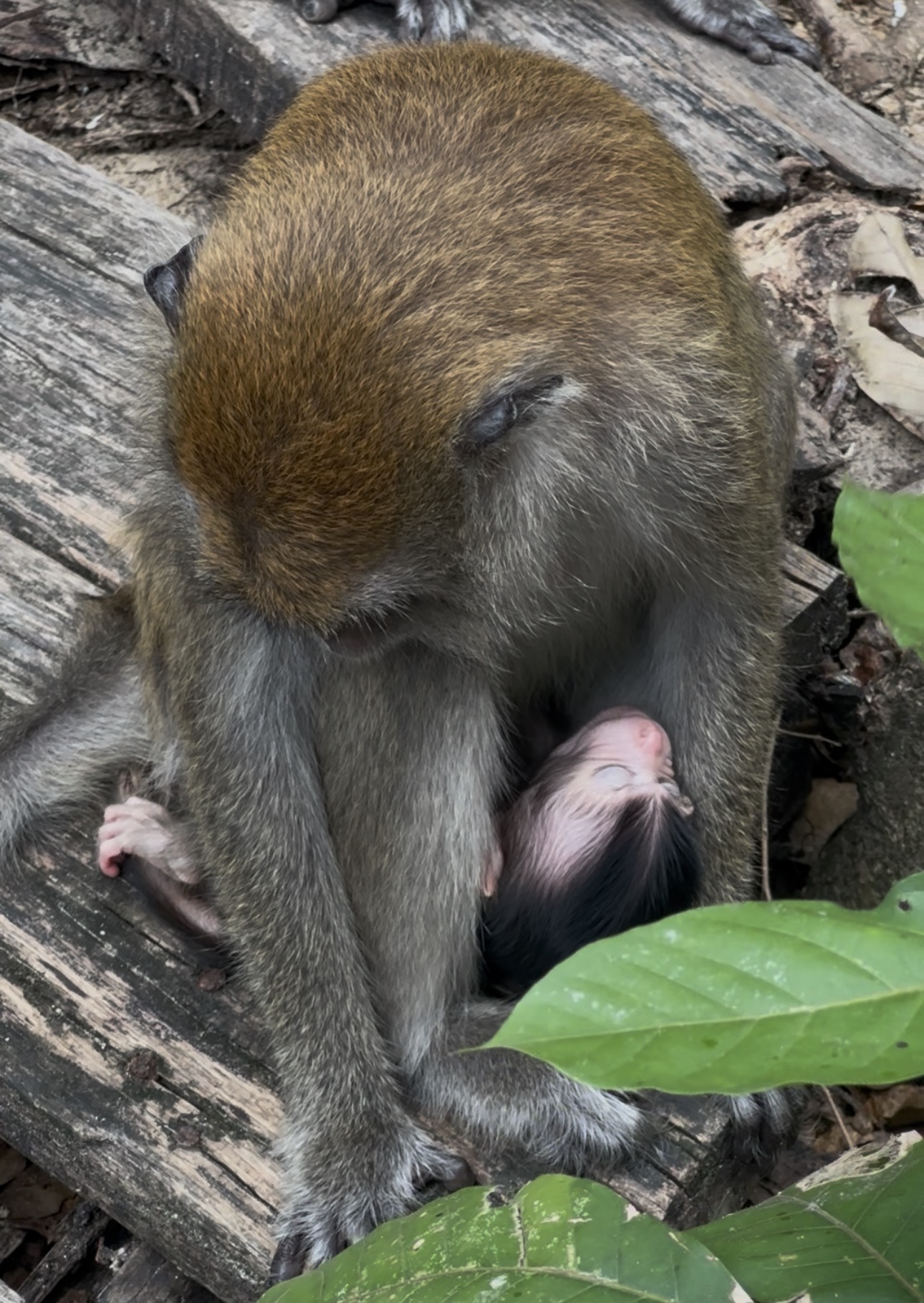 Affenmama mit Baby in Thailand