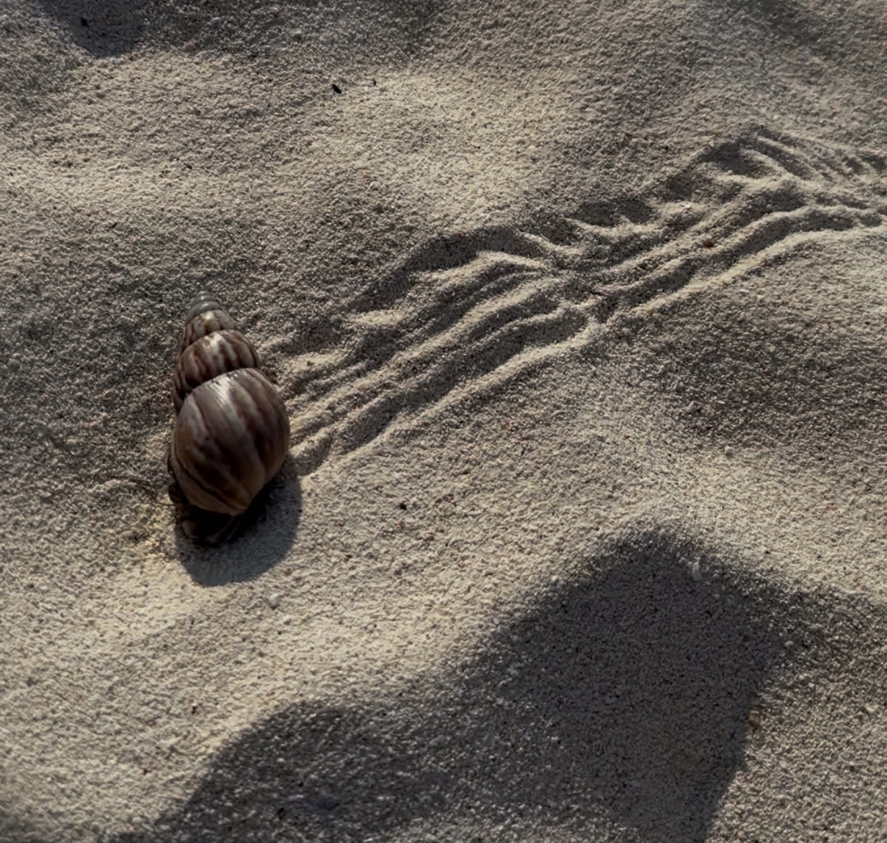 Kleiner Krebs am Strand in Thailand